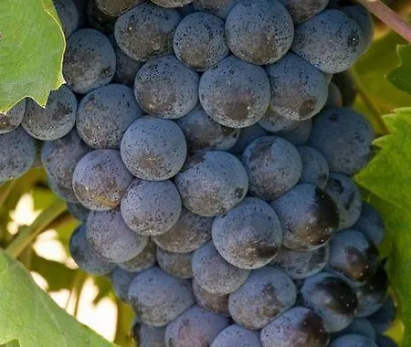 Il Cigno בריזיגלה