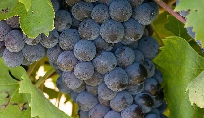 Il Cigno Бризигелла